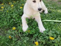 Labrador kırması