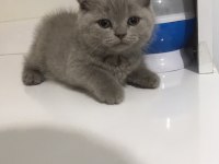 Scottish fold erkek bebek