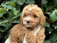 BONCUK GÖZLÜ ORJİNAL MALTİPOO YAVRULARIMIZ