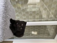 2 aylık kömür scottish fold oğluşum