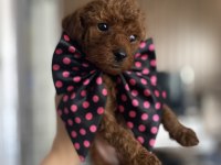 Dişi -Erkek yavru toy poodle yavrularımız 