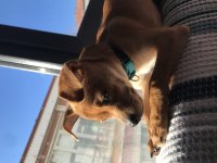 Ücretsiz sahiplendirme pinscher