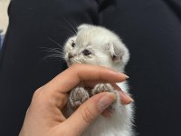 Ciddi alıcı arasın scottish fold