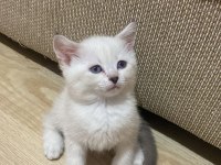 Beyaz mavili bir kedicik
