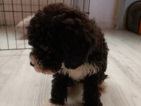 2 Aylık Poodle Ayarında Maltipoo