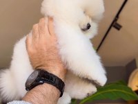Pomeranian boo köpeğimiz