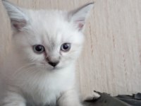 BRİTİSH SHORTHAİR YAVRULAR
