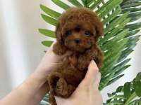 Toy Poodle Teacup