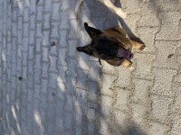 Her şeyi tam belçika malinois