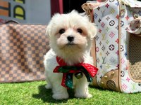 KORE MALTESE YAVRULARI