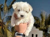 MALTESE BEBEKLERİ