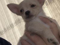 3.5 Aylık Chihuahua Yavrular Tarsus