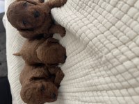 Kıvırcık toy poodle bebekler
