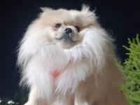 Pomeranian Boo Köpeğimiz Acil