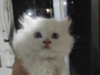 2 aylık 50 günlük chinchilla