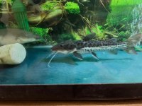 25 cm hibrit kürek burun kedi balığı