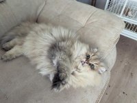SAFKAN BRİTİSH LONGHAİR ŞECERELİ
