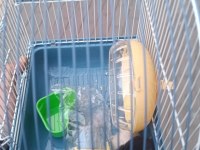 Yavru hamster