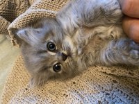 British Longhair Dişi