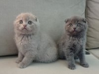 2 erkek kardeş scottish fold