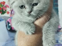 Fawn ve blue british shorthair yavrularım hazır