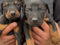 Asil ve Güçlü Doberman Yavrular Yeni Yuvasını Arıyor