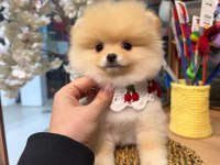 3 Aylık Pomeranian Krem - Beyaz Irk Ve Sağlık GARANTİ