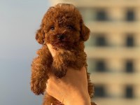 TEACUP BOY AŞILI WC EĞİTİMLİ PREMIUM POODLE