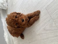 Anne altından toy poodle yavrumuz