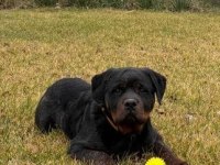 Harika rottweiler bebek köpekler