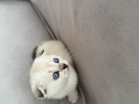 Scottish Fold Ve British
