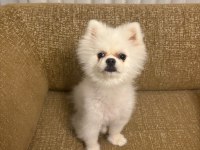 Acil 10 Aylık Pomeranian