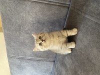 2 Aylık Dişi British Shorthair