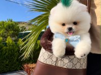 Orjinal Pomeranian Boo bebeğimiz Miya