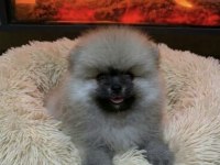 Üst Kalite Pomeranian Boo Erkek Teddy Bear