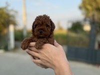 Sevimli poodle bebişim