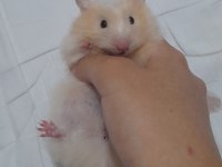Safkan teddy bear hamster yavruları