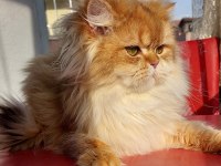 GOLDEN ERKEK BRİTİSH LONGHAİR (EŞLEME İLANIDIR)