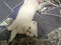 EN GÜZEL KEDİLER BİZİZ