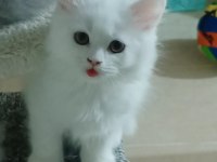 Pamuk şekeri british longhair