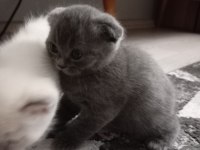Scottish fold yavrularımız