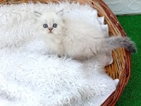 KEDİLER BÖYLE GÜZELİ BAŞKA YOK