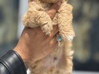 Petmode köpek çiftliğinden tea cup maltipoo