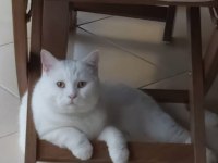 British shorthair sağlıklı kedimiz
