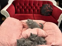 British shorthair