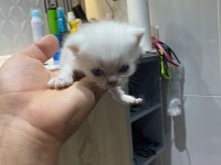 Sevimli british shorthair yavrular sıcak yuvalarını arıyor