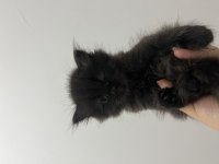 2 aylık british longhair erkek