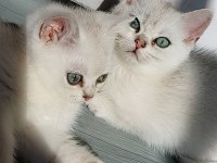 British shorthair 2 aylık dişi yavrular