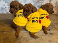 3 Aylık Aşıları tam Toy Poodle