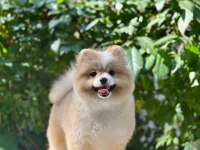 Pomerian Boo Erkek